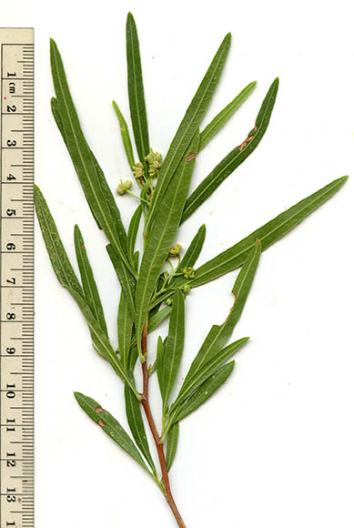  Dodonaea viscosa v.angustifolia